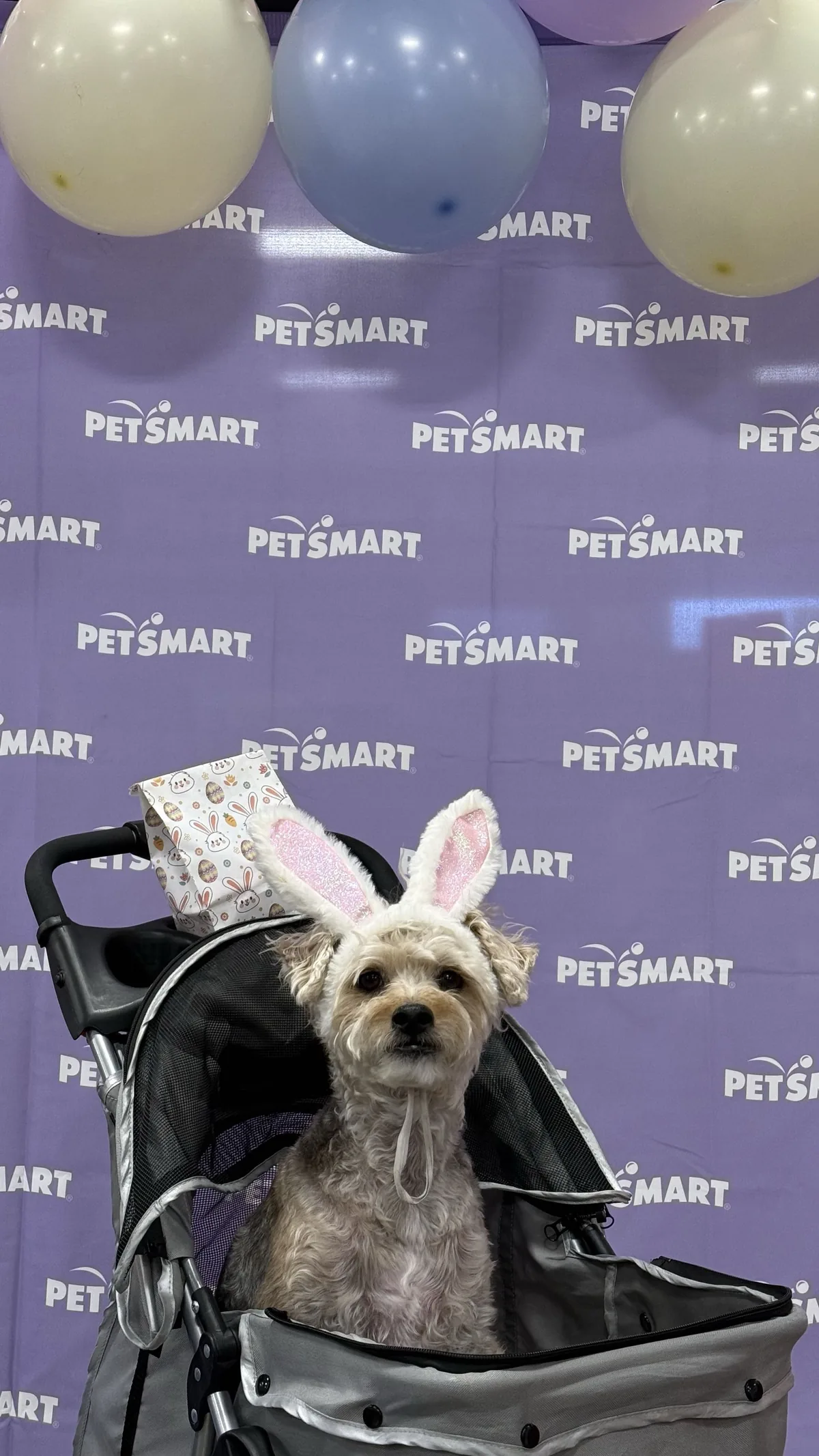 Charlie wearing bunny ears